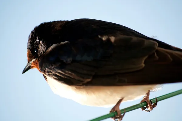 Liten fågel på tråd — Stockfoto