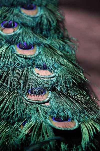 Svansen på peacock — Stockfoto