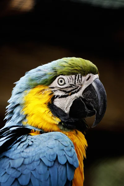 Macaw's head — Stock Photo, Image