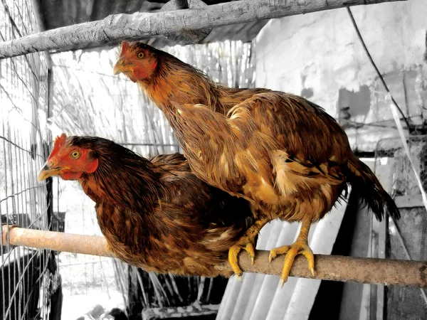 Dos pollos en el poste —  Fotos de Stock