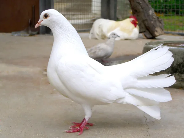Pombo branco — Fotografia de Stock