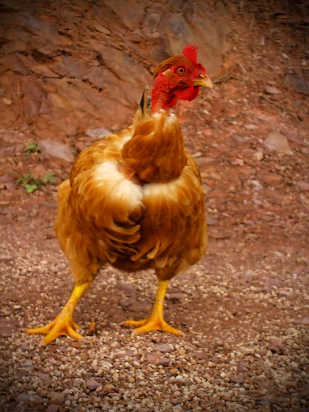 Üzerinde kir tavuk — Stok fotoğraf