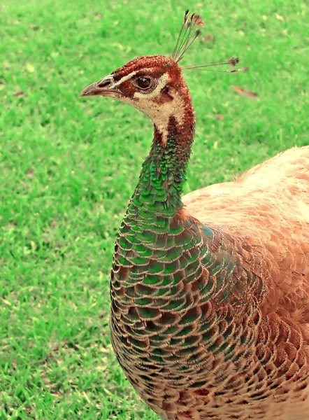 Female Peafowl — Stock Photo, Image