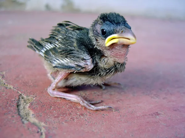 어린 참새 — 스톡 사진