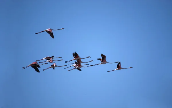 Voo Flamingo — Fotografia de Stock
