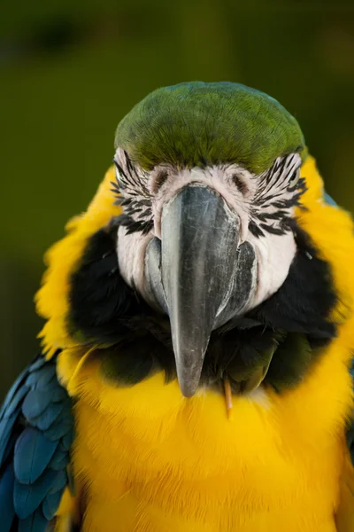 Albastru și galben macaw — Fotografie, imagine de stoc