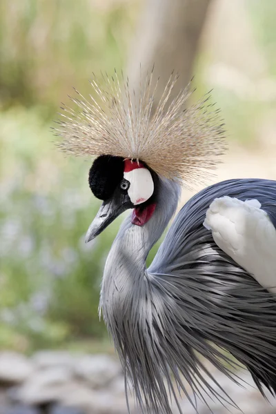 Gri taç vinçGrulla coronada gris — Stok fotoğraf