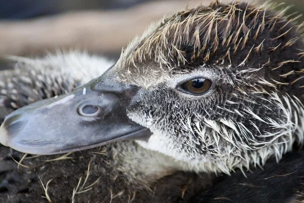 Ördek kafa — Stok fotoğraf