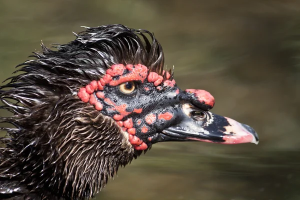 Ördek kafa — Stok fotoğraf