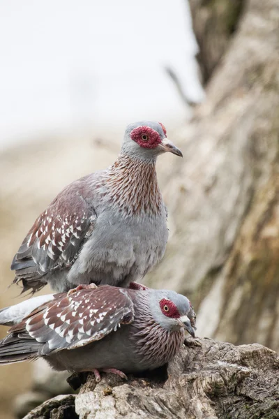 Pombo manchado — Fotografia de Stock