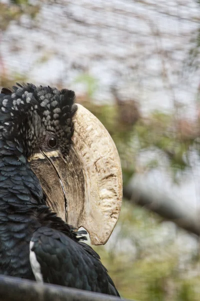 Trompetneushoornvogel — Stockfoto
