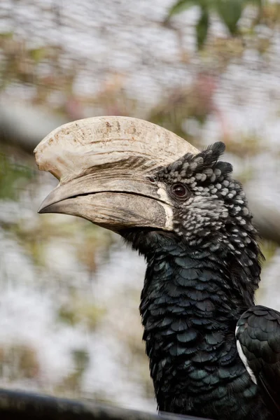 트럼펫 hornbill — 스톡 사진