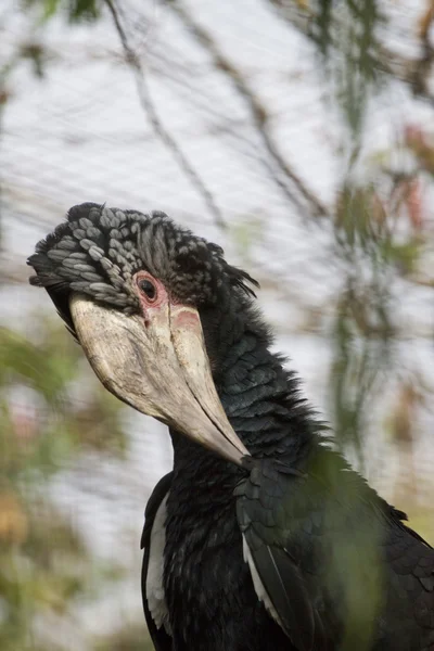 Hornbill prateado-cheeked — Fotografia de Stock