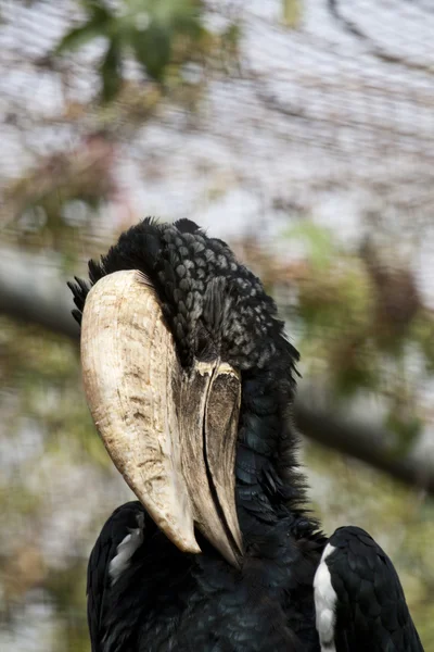 Trombettiere Hornbill — Foto Stock