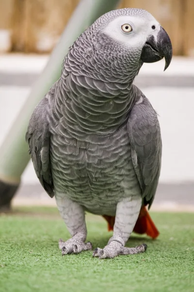 Afrika gri papağanı — Stok fotoğraf