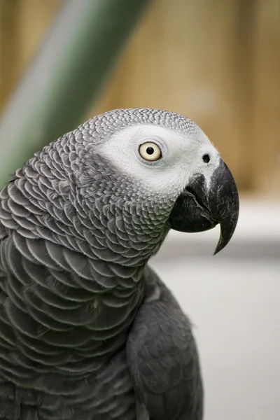 African grey parrot — Stock Photo, Image