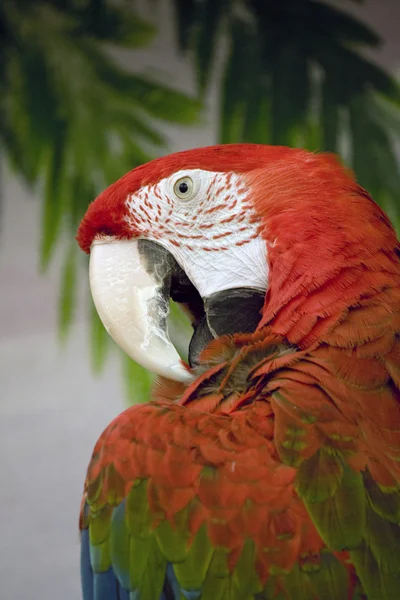 Red macaw — Stock Photo, Image