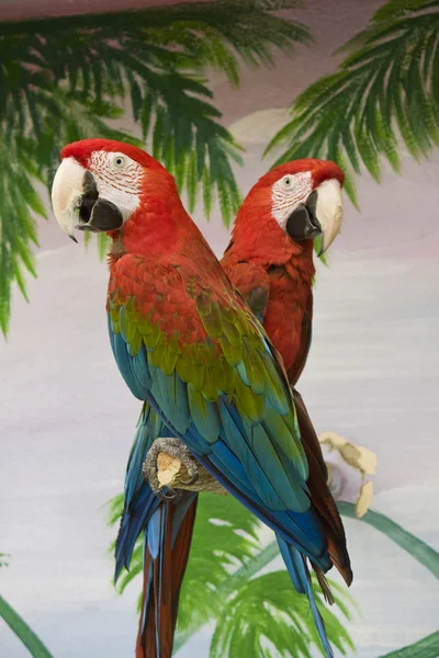 Twee dieprode macaws — Stockfoto