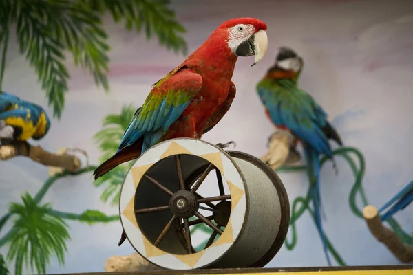 stock image Macaw on a cilinder