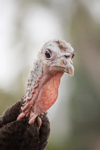 Turkey head — Stock Photo, Image
