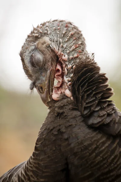 Female turkey — Stock Photo, Image