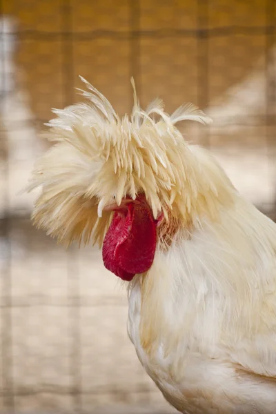 Polska frizzle kyckling — Stockfoto