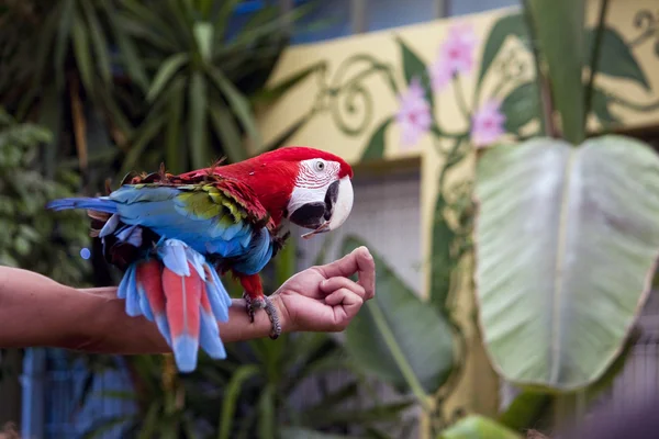 stock image Red and blue macaw