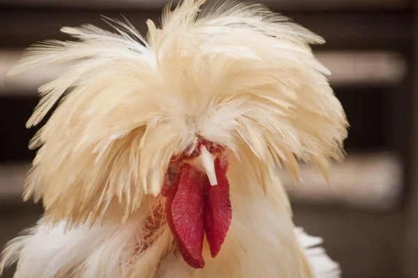 Lengyel frizzle csirke — Stock Fotó