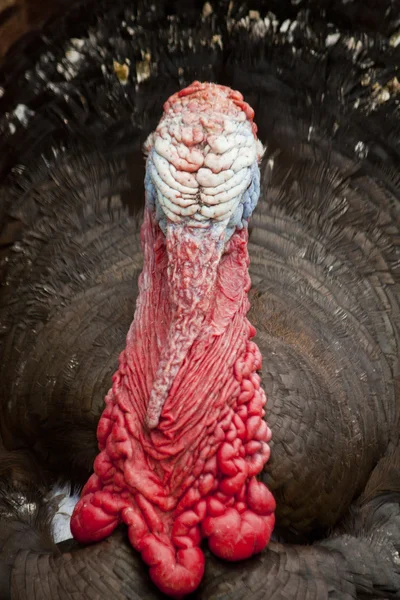 Male turkey — Stock Photo, Image