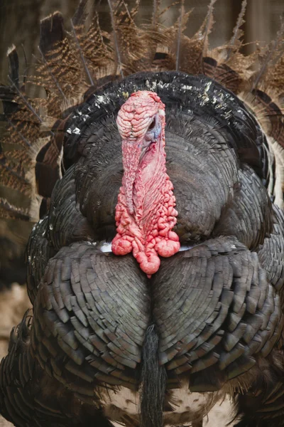 Male turkey — Zdjęcie stockowe