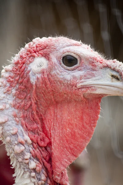 Female turkey — Zdjęcie stockowe