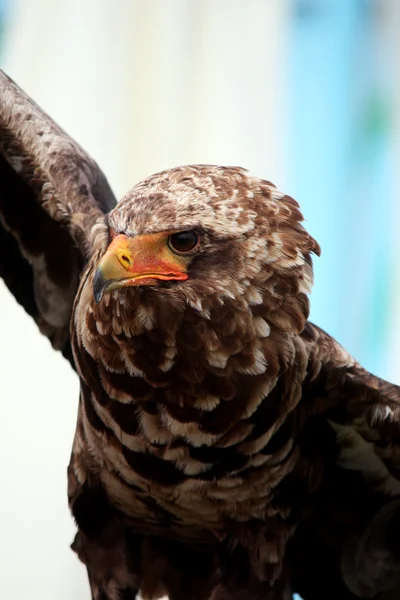 Junger Bateleur-Adler — Stockfoto