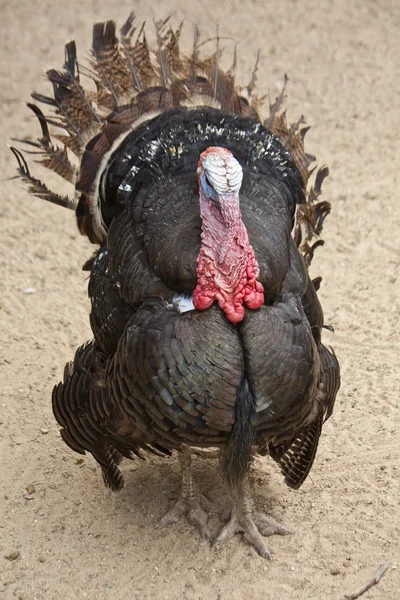 Male turkey — Zdjęcie stockowe