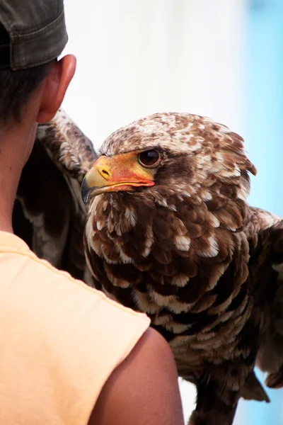 Joven bateleur águila — Foto de Stock