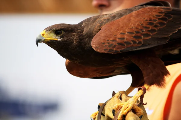 Golden eagle on glove — Stock Photo, Image
