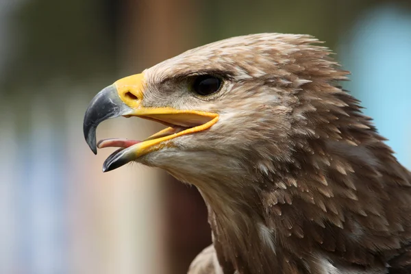 Golden eagle head — Stock Photo, Image