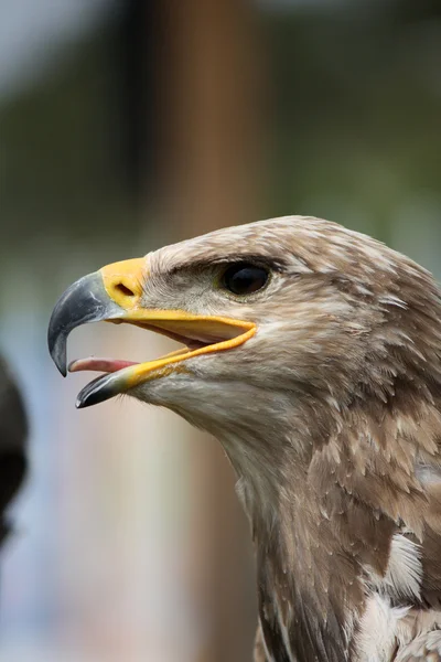 Cabeza de águila dorada —  Fotos de Stock