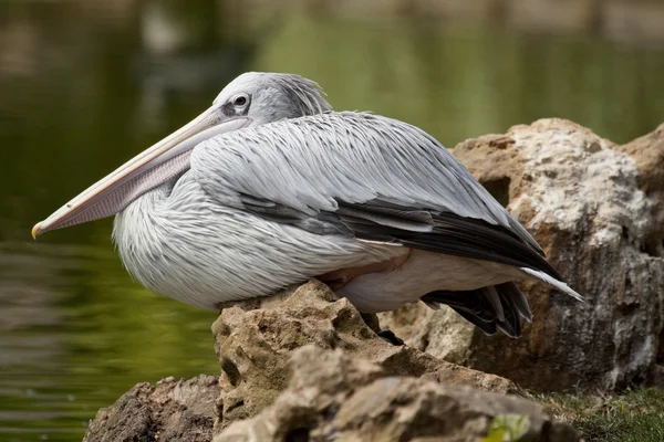 Pink-backed Pelican — Stock Photo, Image