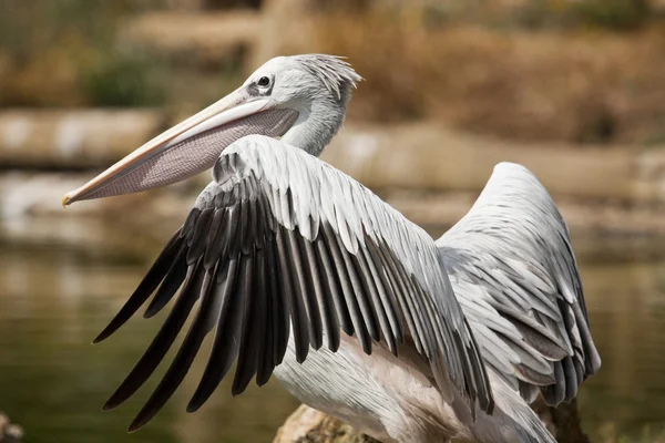 Pelicano-de-rosa — Fotografia de Stock