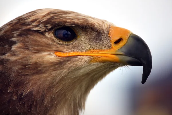 Cabeza de águila dorada —  Fotos de Stock