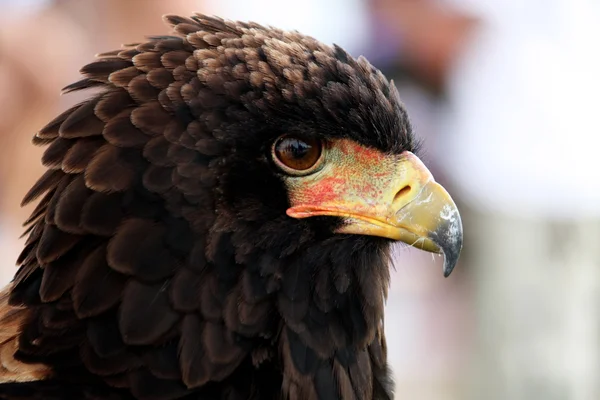 Águila de Bateleur —  Fotos de Stock
