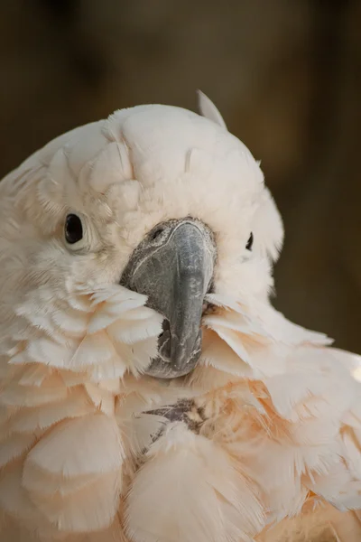 Cockatoo cu cremă de somon — Fotografie, imagine de stoc