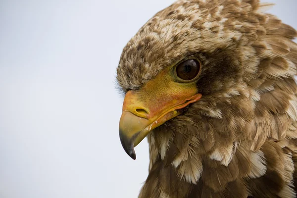 Águila de Bateleur —  Fotos de Stock
