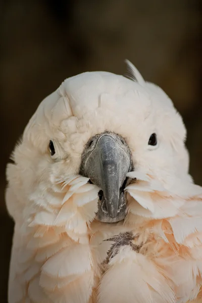 Cockatoo cu cremă de somon — Fotografie, imagine de stoc