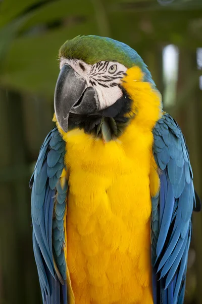 Mavi-sarı papağan — Stok fotoğraf