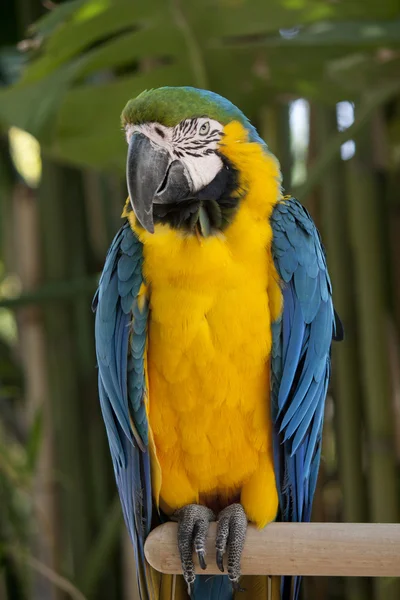 Сине-жёлтый ара — стоковое фото