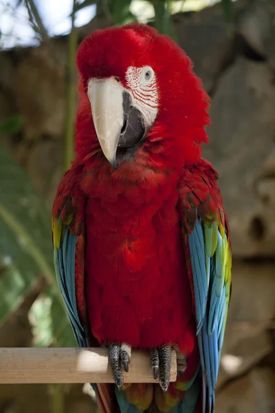 红金刚鹦鹉 — 图库照片