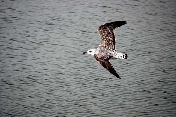 Juvenile gull — Stock Photo, Image