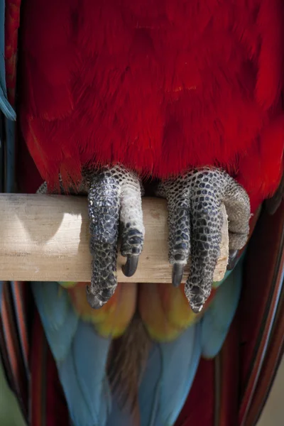 Claws of scarlet macaw — Stock Photo, Image