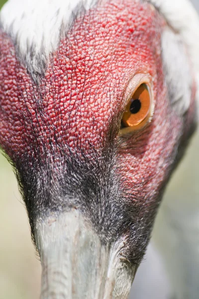 アフリカトキコウ — ストック写真
